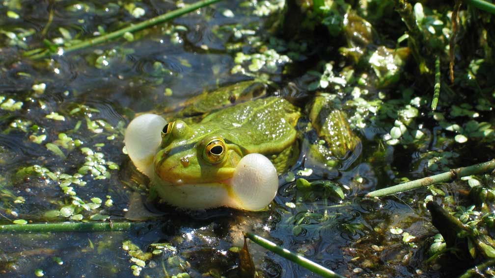 Découverte des amphibiens des mares forestières d’Andaines